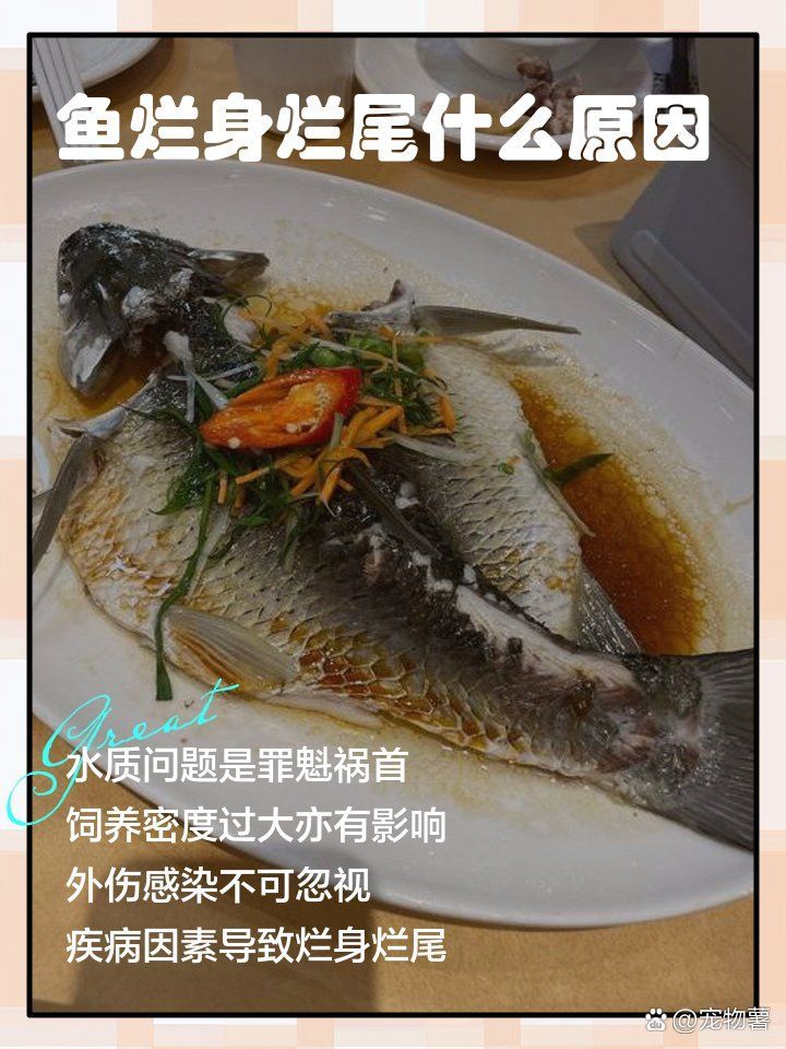 爛身病對龍魚有哪些影響，爛身病對龍魚的影響