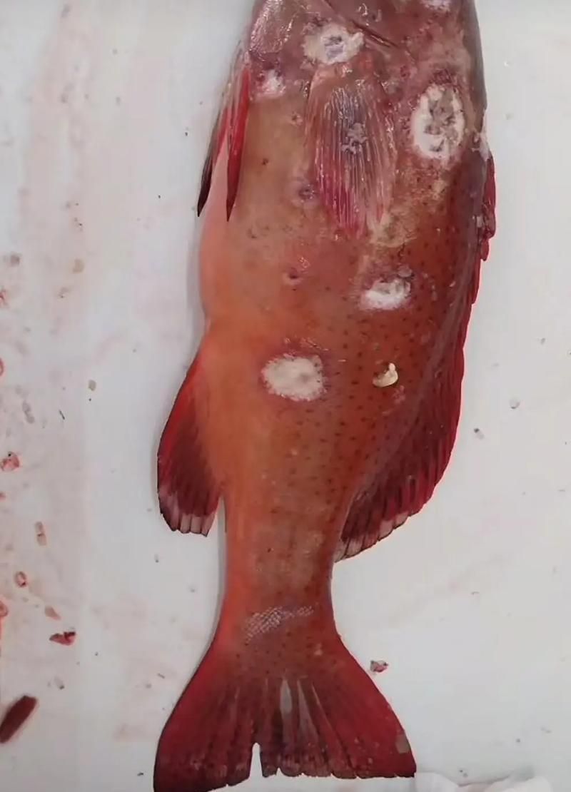 提供幾張龍魚爛鰓的圖片，如何治療龍魚爛鰓 提供幾張龍魚爛鰓的圖片，如何治療龍魚爛鰓 龍魚百科 第17張