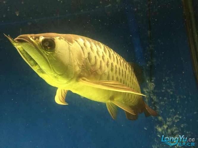 提供幾張龍魚爛鰓的圖片，如何治療龍魚爛鰓 提供幾張龍魚爛鰓的圖片，如何治療龍魚爛鰓 龍魚百科 第15張