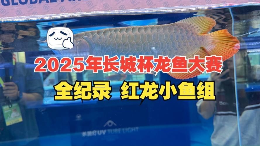 2025年長城杯龍魚大賽的報名情況如何，2025年長城杯龍魚大賽報名情況堪稱史無前例