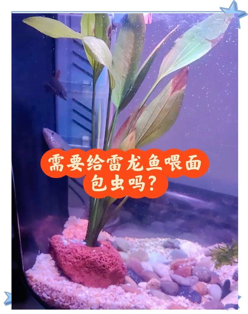 面包蟲作為龍魚餌料有哪些優點？，面包蟲作為龍魚餌料具有多個優點