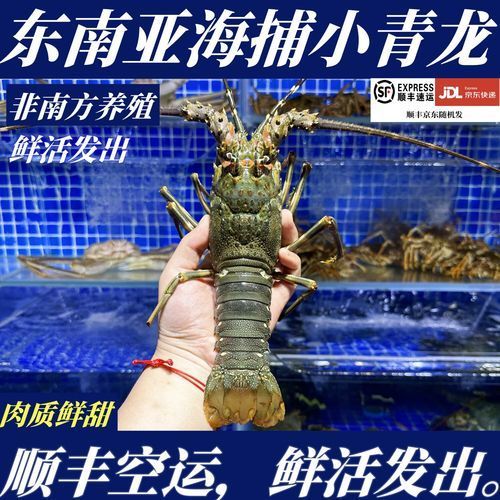 小青龍魚(yú)的價(jià)格是多少？，小青龍價(jià)格動(dòng)態(tài)全解析 小青龍魚(yú)的價(jià)格是多少？，小青龍價(jià)格動(dòng)態(tài)全解析 龍魚(yú)百科 第1張