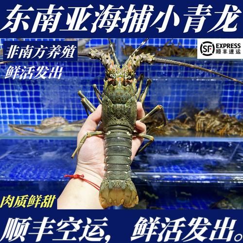 小青龍魚(yú)的價(jià)格是多少？，小青龍價(jià)格動(dòng)態(tài)全解析 小青龍魚(yú)的價(jià)格是多少？，小青龍價(jià)格動(dòng)態(tài)全解析 龍魚(yú)百科 第2張