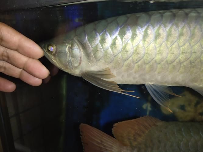 龍魚充血早期癥狀圖片，如何判斷龍魚充血？ 龍魚充血早期癥狀圖片，如何判斷龍魚充血？ 龍魚百科 第3張