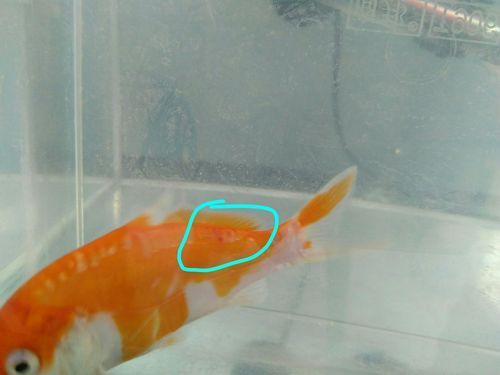 龍魚充血早期癥狀圖片，如何判斷龍魚充血？ 龍魚充血早期癥狀圖片，如何判斷龍魚充血？ 龍魚百科 第8張