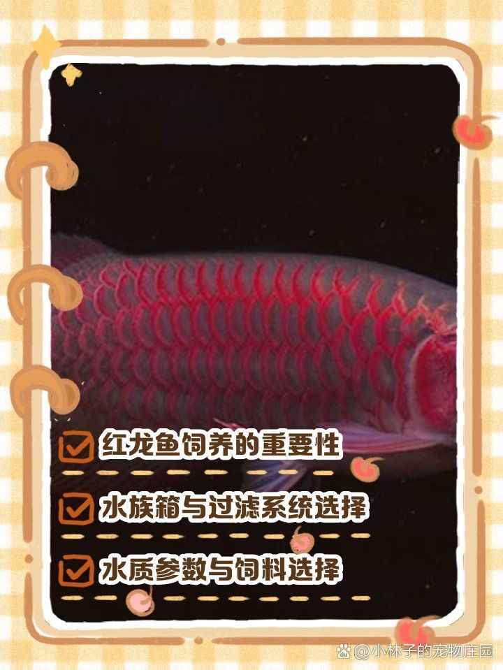 養(yǎng)紅龍需要哪些設(shè)備，養(yǎng)紅龍需要多久換一次水