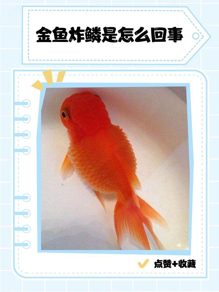 如何判斷金魚炸鱗是否復發，老王聊寵物，金魚大肚子炸鱗是怎么回事