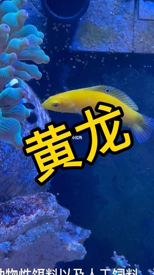 給我更多黃龍魚(yú)的圖片，黃龍魚(yú)的價(jià)格是多少