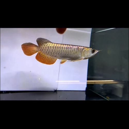 如何辨別瀚幻品牌金龍魚的品質，“瀚幻”品牌金龍魚如何辨別？