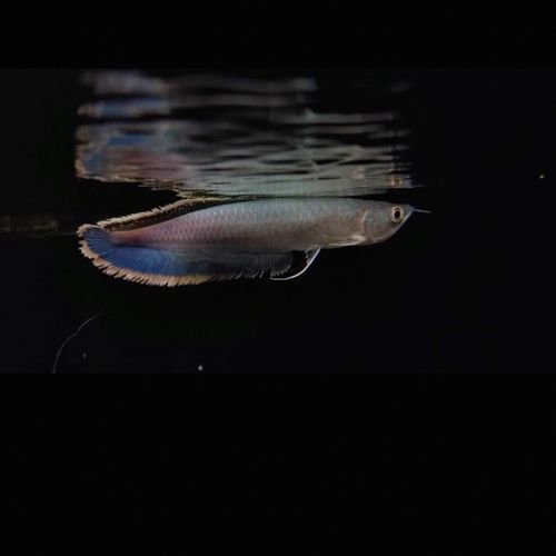 如何辨別瀚幻品牌金龍魚的品質，“瀚幻”品牌金龍魚如何辨別？