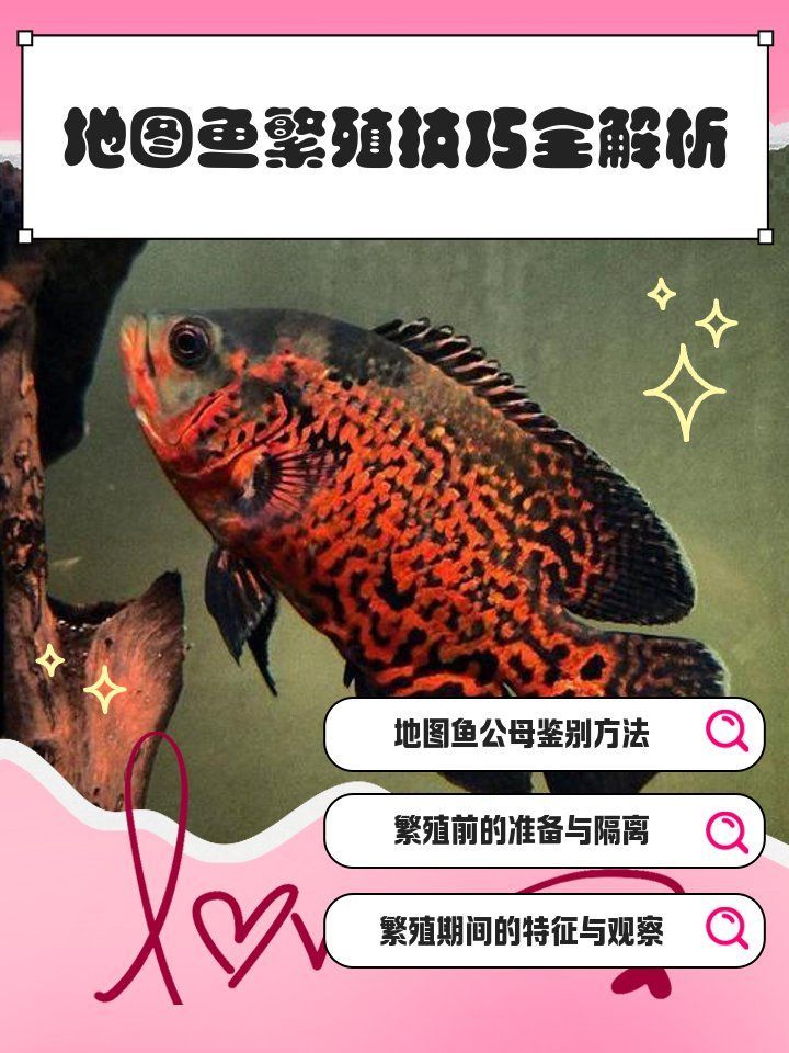 阿克塞龍魚的人工養殖情況，阿克塞龍魚人工養殖