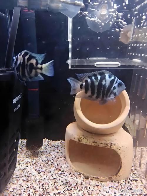 阿克塞龍魚的人工養殖情況，阿克塞龍魚人工養殖