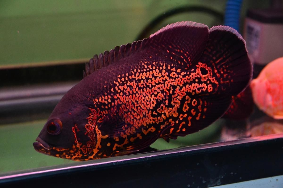 阿克塞龍魚的人工養殖情況，阿克塞龍魚人工養殖