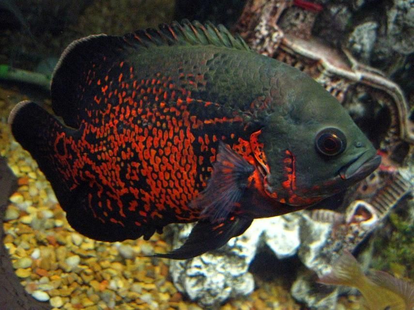阿克塞龍魚的人工養殖情況，阿克塞龍魚人工養殖