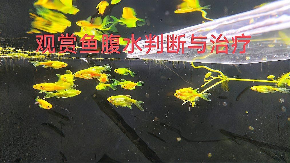 如何早期發現魚腹水，如何在早期發現魚腹水