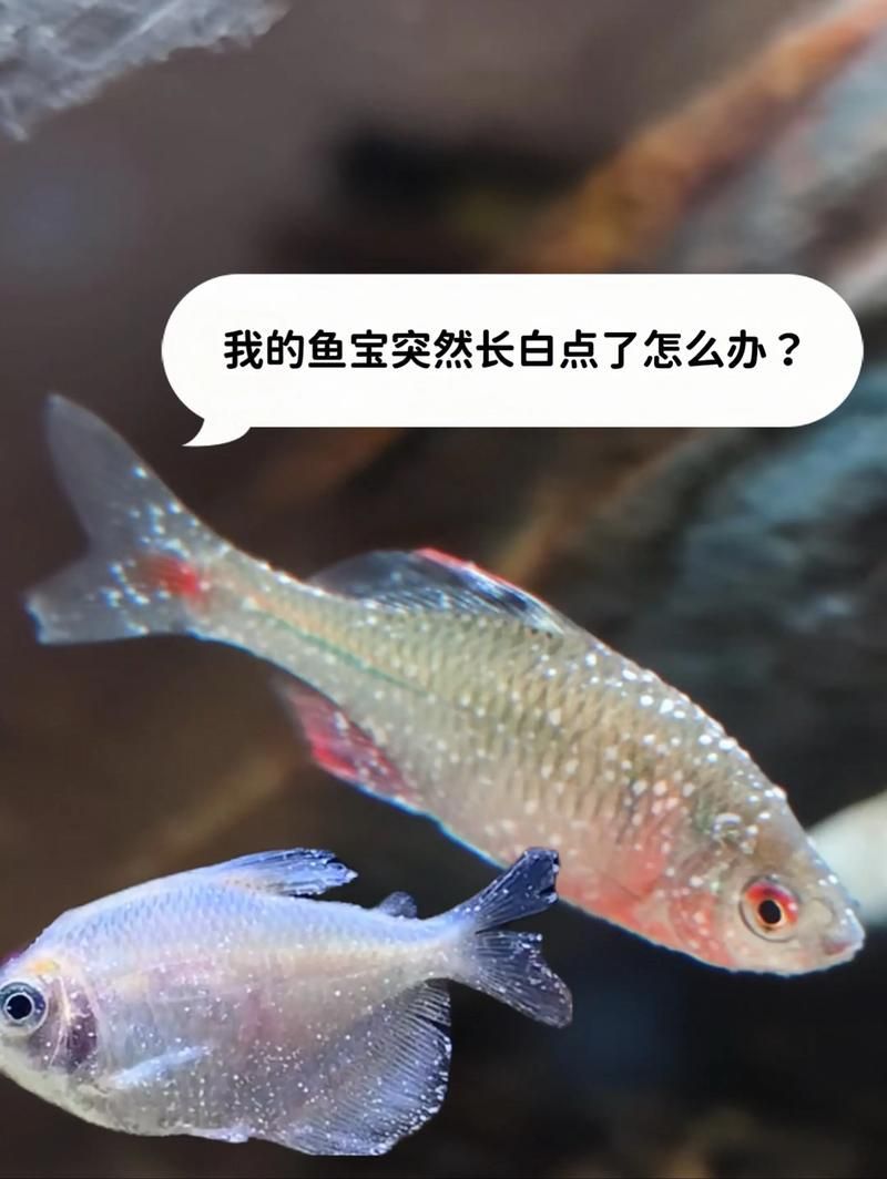 有哪些藥物可以治療魚病，水產(chǎn)養(yǎng)殖養(yǎng)殖用藥技術(shù)