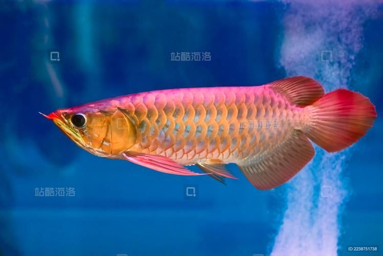 紅金龍魚2024年價格走勢如何，2024年紅金龍魚2024年嘉興市場價格趨勢與市場分析 紅金龍魚2024年價格走勢如何，2024年紅金龍魚2024年嘉興市場價格趨勢與市場分析 龍魚百科 第3張