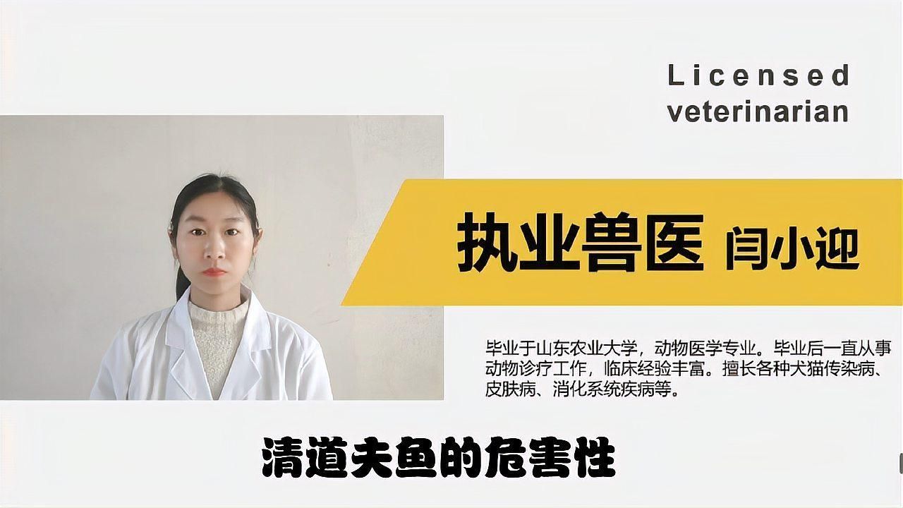 清道夫對龍魚的具體危害有多大？，清道夫和龍魚混養有哪些案例 清道夫對龍魚的具體危害有多大？，清道夫和龍魚混養有哪些案例 龍魚百科 第2張