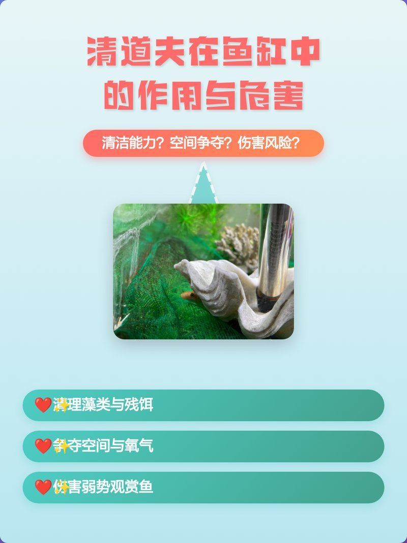 清道夫對龍魚的具體危害有多大？，清道夫和龍魚混養有哪些案例 清道夫對龍魚的具體危害有多大？，清道夫和龍魚混養有哪些案例 龍魚百科 第1張