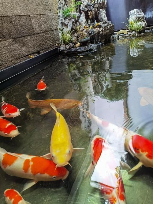 祥龍魚場名貴錦鯉的選購技巧，祥龍魚場名貴錦鯉的選購技巧祥龍魚場名貴錦鯉的選購技巧