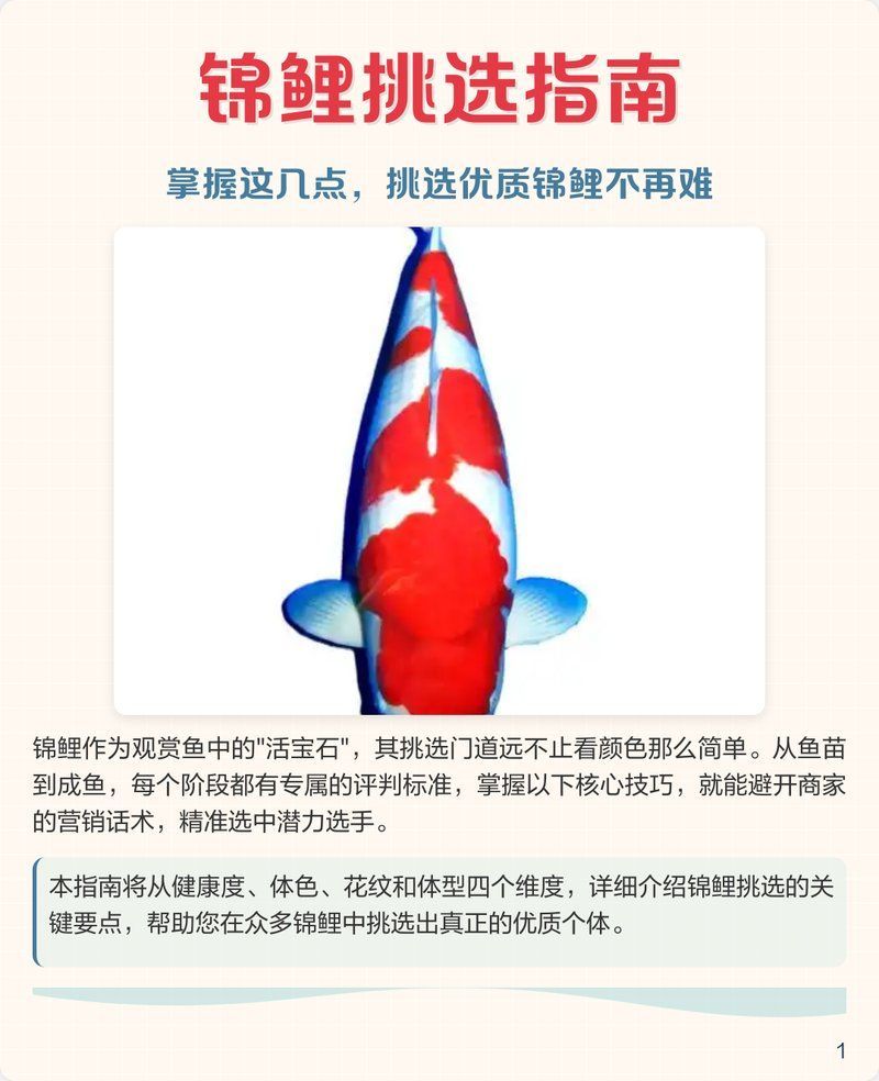 祥龍魚場名貴錦鯉的選購技巧，祥龍魚場名貴錦鯉的選購技巧祥龍魚場名貴錦鯉的選購技巧
