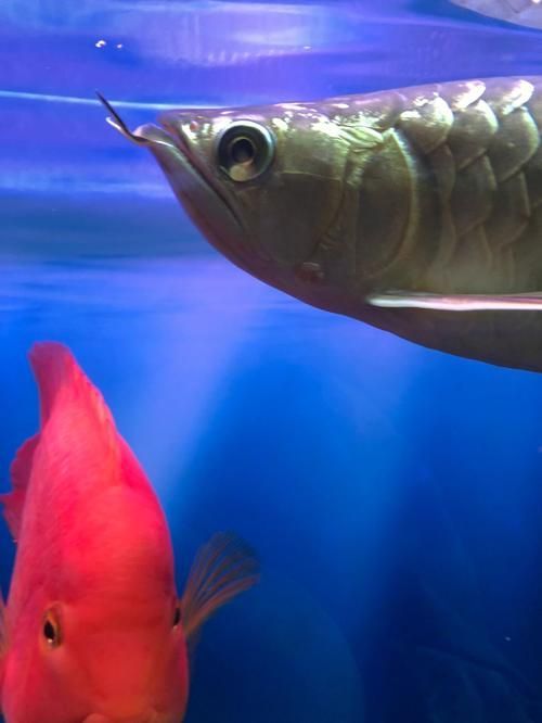 金龍魚(yú)眼睛白點(diǎn)會(huì)自行消失嗎？，金龍魚(yú)眼睛白點(diǎn)會(huì)自行消失嗎金龍魚(yú)眼睛白點(diǎn)會(huì)自行消失嗎