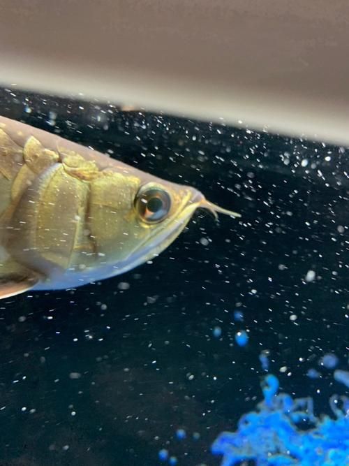 金龍魚(yú)眼睛白點(diǎn)會(huì)自行消失嗎？，金龍魚(yú)眼睛白點(diǎn)會(huì)自行消失嗎金龍魚(yú)眼睛白點(diǎn)會(huì)自行消失嗎