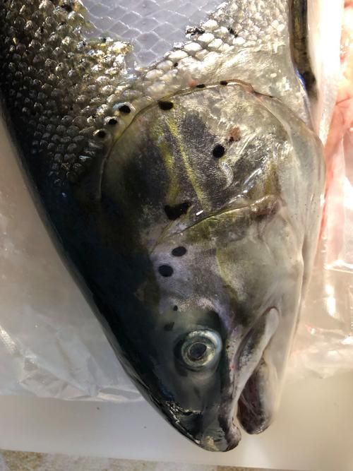 哪些魚類需要額外補充維生素,三文魚養殖技術——維生素c 龍魚百科 第2張 哪些魚類需要額外補充維生素,三文魚養殖技術——維生素c 哪些魚類需要額外補充維生素,三文魚養殖技術——維生素c 龍魚百科 第2張