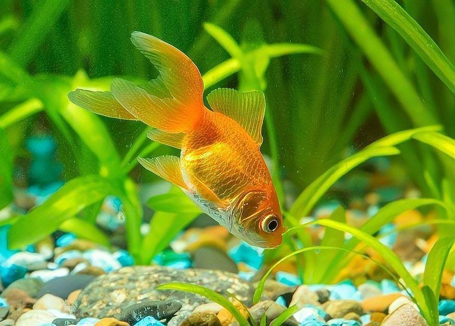 哪些魚類需要額外補充維生素，三文魚養殖技術——維生素c 哪些魚類需要額外補充維生素，三文魚養殖技術——維生素c 龍魚百科 第8張