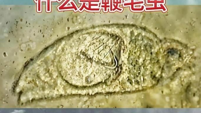 如何預(yù)防龍魚(yú)內(nèi)寄和外寄,龍魚(yú)內(nèi)寄與外寄的系統(tǒng)性預(yù)防 龍魚(yú)百科 第1張 如何預(yù)防龍魚(yú)內(nèi)寄和外寄,龍魚(yú)內(nèi)寄與外寄的系統(tǒng)性預(yù)防 如何預(yù)防龍魚(yú)內(nèi)寄和外寄,龍魚(yú)內(nèi)寄與外寄的系統(tǒng)性預(yù)防 龍魚(yú)百科 第1張