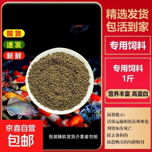 哪里可以購買到白子招財龍,哪個平臺購買白子招財龍最便宜 龍魚百科 第11張 哪里可以購買到白子招財龍,哪個平臺購買白子招財龍最便宜 哪里可以購買到白子招財龍,哪個平臺購買白子招財龍最便宜 龍魚百科 第11張