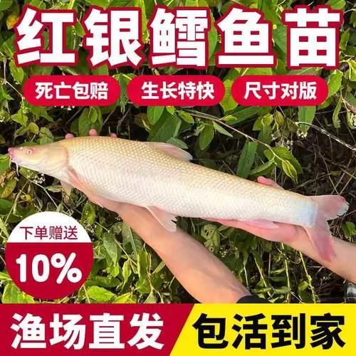 哪里可以購買到白子招財龍,哪個平臺購買白子招財龍最便宜 龍魚百科 第9張 哪里可以購買到白子招財龍,哪個平臺購買白子招財龍最便宜 哪里可以購買到白子招財龍,哪個平臺購買白子招財龍最便宜 龍魚百科 第9張