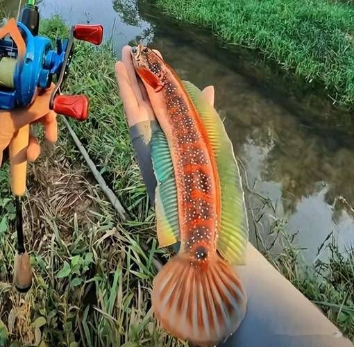 給我一些廣東野生雷龍魚的圖片，廣東野生雷龍魚 給我一些廣東野生雷龍魚的圖片，廣東野生雷龍魚 龍魚百科 第1張