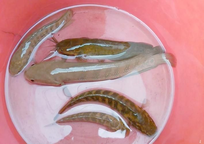 給我一些廣東野生雷龍魚的圖片，廣東野生雷龍魚 給我一些廣東野生雷龍魚的圖片，廣東野生雷龍魚 龍魚百科 第2張