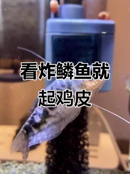 給我一些早期發現魚炸鱗病的圖片，早期發現魚炸鱗病如何治療