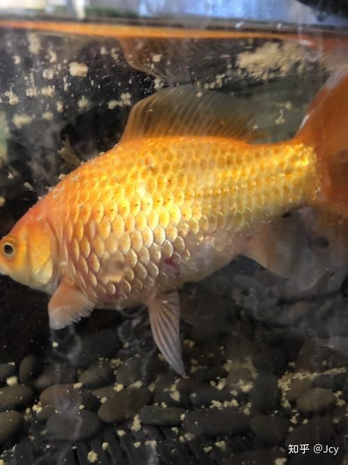 給我一些早期發現魚炸鱗病的圖片，早期發現魚炸鱗病如何治療