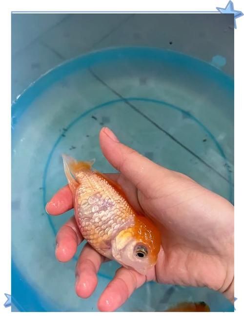 給我一些早期發現魚炸鱗病的圖片，早期發現魚炸鱗病如何治療