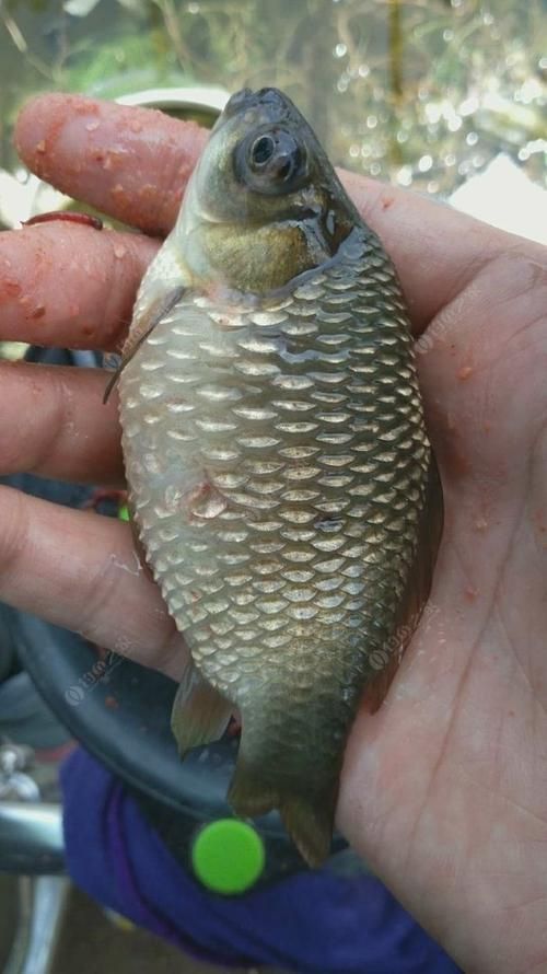 給我一些早期發現魚炸鱗病的圖片，早期發現魚炸鱗病如何治療