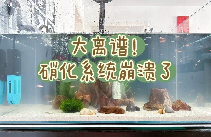如何判斷硝化系統是否崩潰，如何判斷硝化系統崩潰？