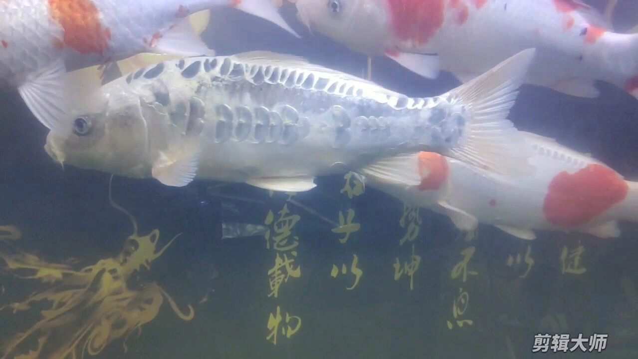 如何判斷硝化系統是否崩潰，如何判斷硝化系統崩潰？