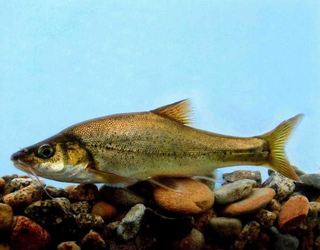 貴州龍魚有哪些品種？，貴州龍魚的主要品種