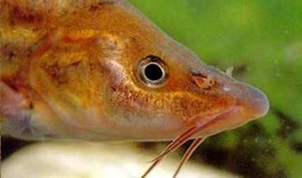 貴州龍魚有哪些品種？，貴州龍魚的主要品種
