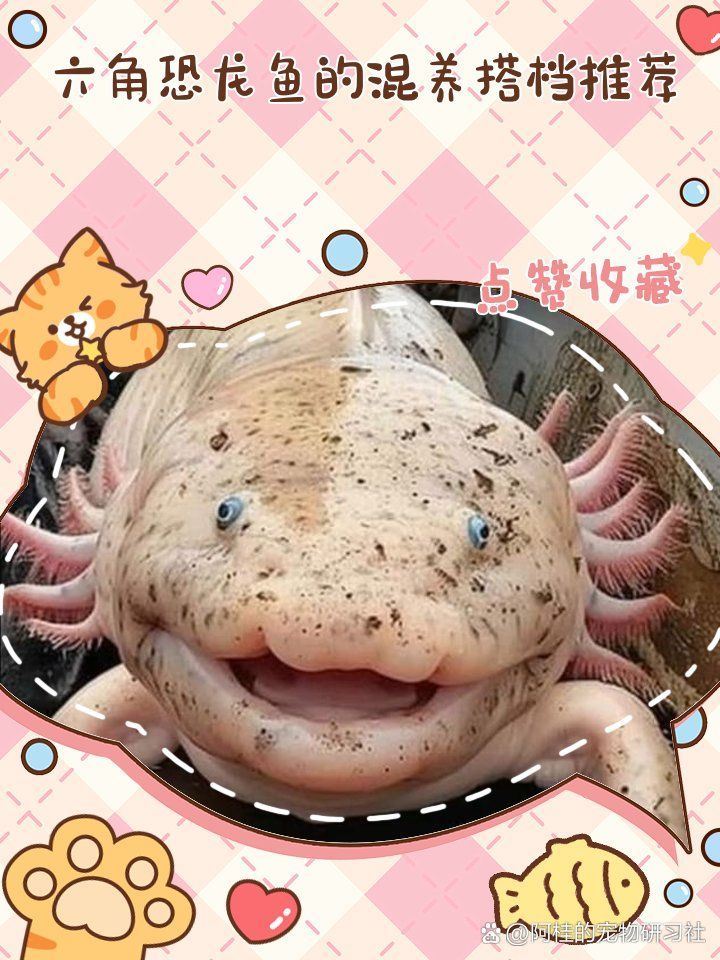 恐龍魚的最佳混養伙伴有哪些，恐龍魚混養時需要注意的事項