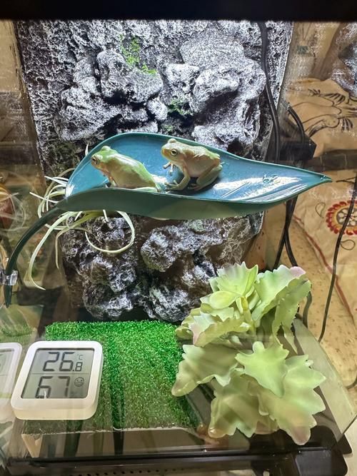 如何科學(xué)飼養(yǎng)烏龜,烏龜科學(xué)飼養(yǎng)指南 龍魚百科 第1張 如何科學(xué)飼養(yǎng)烏龜,烏龜科學(xué)飼養(yǎng)指南 如何科學(xué)飼養(yǎng)烏龜,烏龜科學(xué)飼養(yǎng)指南 龍魚百科 第1張
