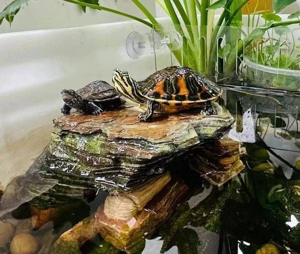 如何科學(xué)飼養(yǎng)烏龜,烏龜科學(xué)飼養(yǎng)指南 龍魚百科 第5張 如何科學(xué)飼養(yǎng)烏龜,烏龜科學(xué)飼養(yǎng)指南 如何科學(xué)飼養(yǎng)烏龜,烏龜科學(xué)飼養(yǎng)指南 龍魚百科 第5張