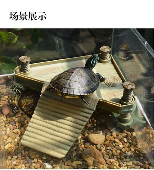 如何科學(xué)飼養(yǎng)烏龜,烏龜科學(xué)飼養(yǎng)指南 龍魚百科 第3張 如何科學(xué)飼養(yǎng)烏龜,烏龜科學(xué)飼養(yǎng)指南 如何科學(xué)飼養(yǎng)烏龜,烏龜科學(xué)飼養(yǎng)指南 龍魚百科 第3張