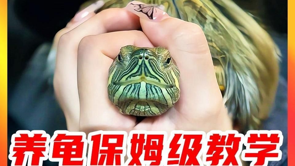 如何科學(xué)飼養(yǎng)烏龜，烏龜科學(xué)飼養(yǎng)指南 如何科學(xué)飼養(yǎng)烏龜，烏龜科學(xué)飼養(yǎng)指南 龍魚百科 第13張