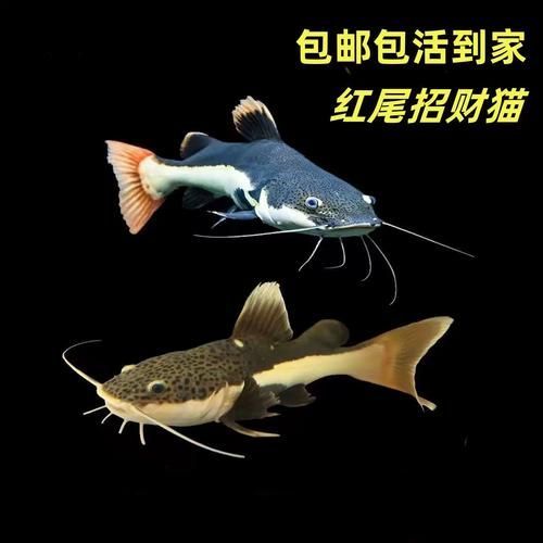 推薦一些價格適中的金龍魚配魚，觀賞魚價格適中的金龍魚配魚推薦（詳解版）