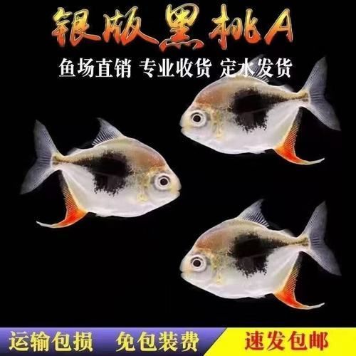 推薦一些價格適中的金龍魚配魚，觀賞魚價格適中的金龍魚配魚推薦（詳解版）