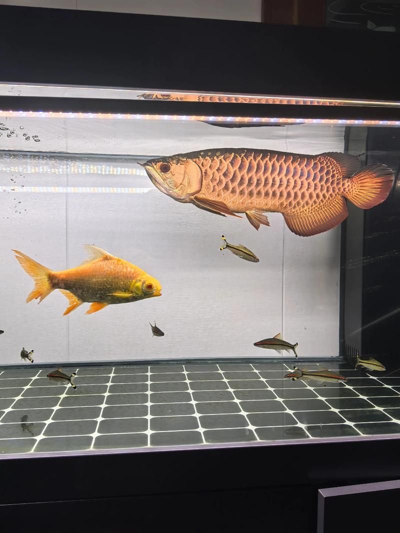 高背金龍魚的價格是多少？，高背金龍魚價格在每條100美元到500美元之間